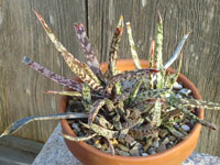 Gasteria pulchra