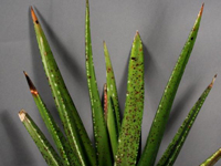 Gasteria pulchra