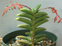 Gasteria rawlinsonii