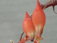 Gasteria rawlinsonii