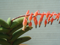 Gasteria rawlinsonii