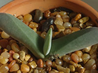 Gibbaeum schwantesii