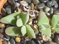 Gibbaeum velutinum