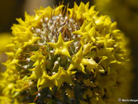 Hoodia alstonii