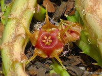 huernia andreaeana