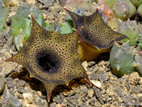 huernia barbata