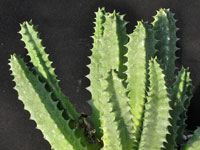 huernia bayeri