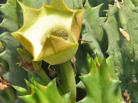 Huernia bayeri