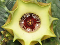 Huernia bayeri