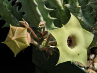 Huernia bayeri