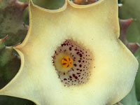 huernia blyderiverenis