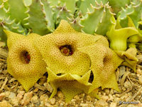 Huernia brevirostris