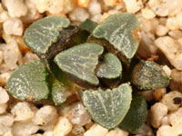 Haworthia bruynsii