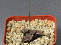 Haworthia bruynsii