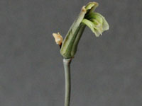 Haworthia bruynsii