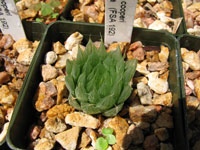 Haworthia cooperi