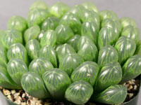 Haworthia cooperi