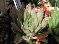 Haworthia cooperi