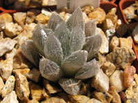 Haworthia cooperi