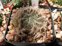 Haworthia decipiens