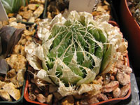 Haworthia decipiens