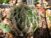 Haworthia decipiens