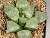 Haworthia emelyae