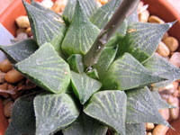 Haworthia emelyae