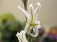 Haworthia emelyae