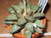 Haworthia emelyae