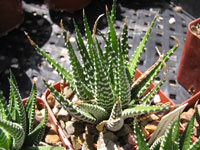 Haworthia attenuata