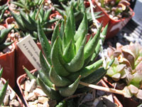 Haworthia glauca