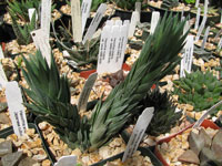 Haworthia glauca