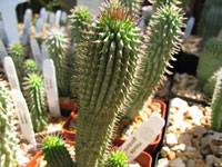 Hoodia gordonii