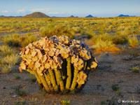 Hoodia gordonii