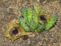 Huernia guttata