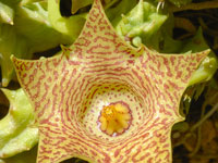 huernia hallii