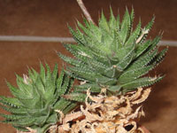 Haworthia herbacea