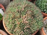 Haworthia herbacea