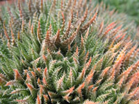 Haworthia herbacea