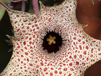 huernia hislopii