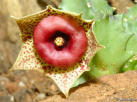 huernia humilis