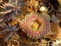 huernia hystrix