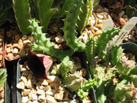 huernia keniensis