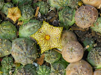 Huernia kennedyana