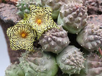 Huernia kennedyana