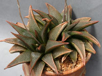 Haworthia koelmaniorum