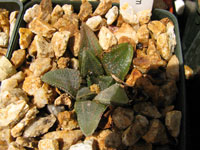 Haworthia koelmaniorum