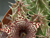 Huernia laevis