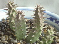 huernia lavrani